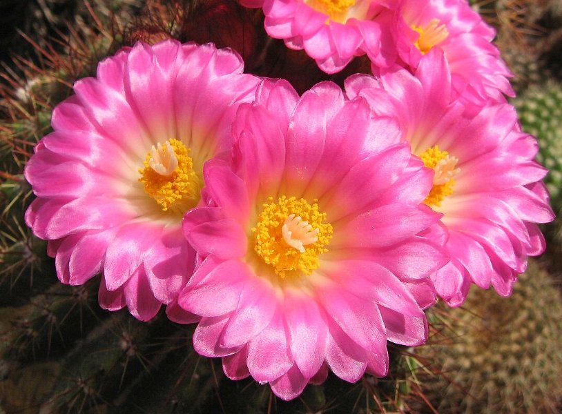 Notocactus herteri (A. Kvasnicka)
